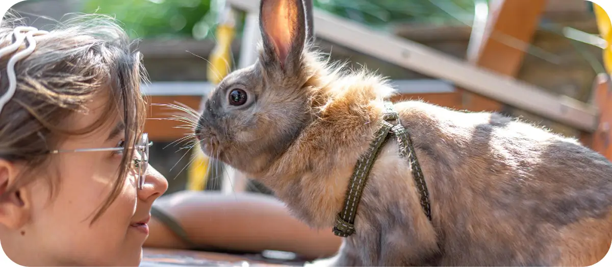 Kisállat választás nyúl gazdival