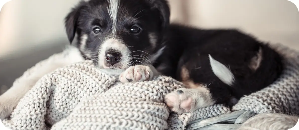 Kölyökkutya érkezik a családba