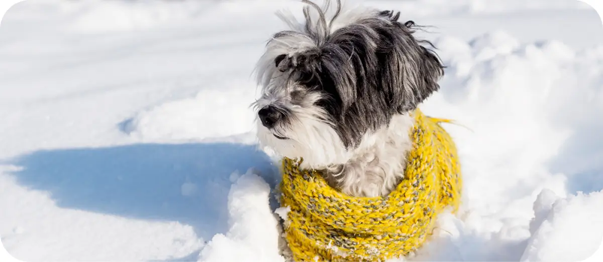 Kutya téli egészségmegőrzése