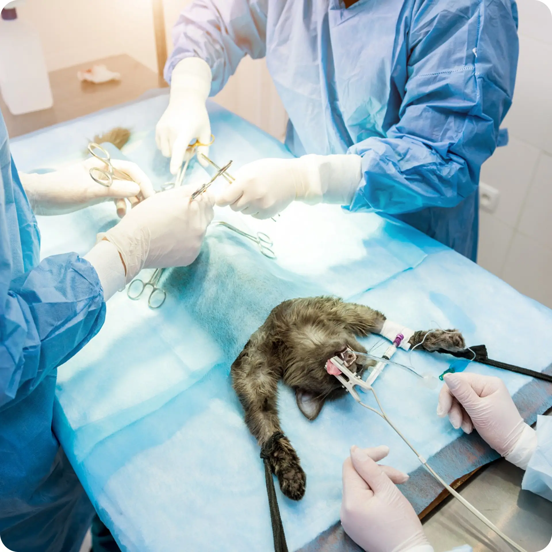 Műtéti eljárások