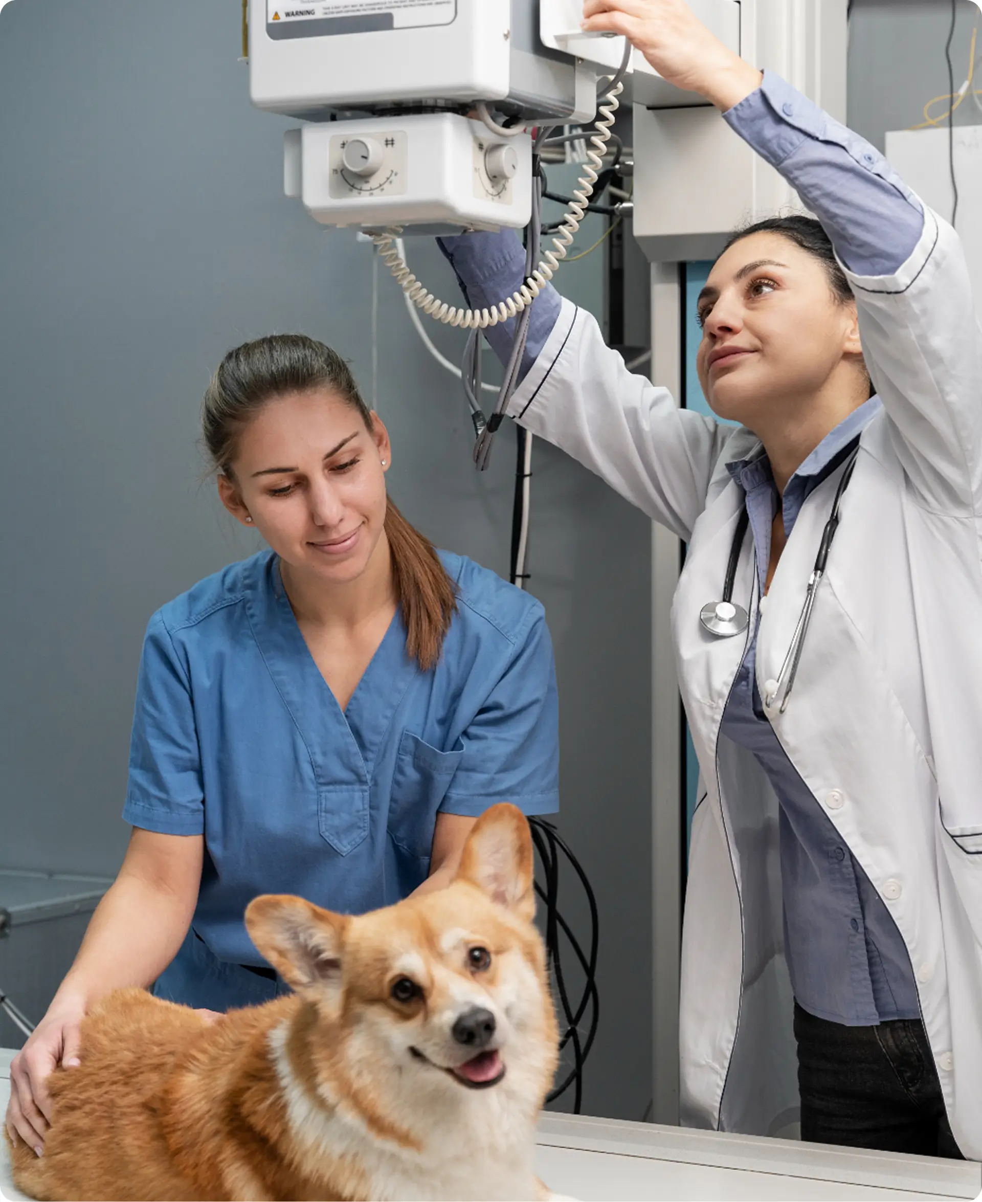 Röntgen készítés kutyáról